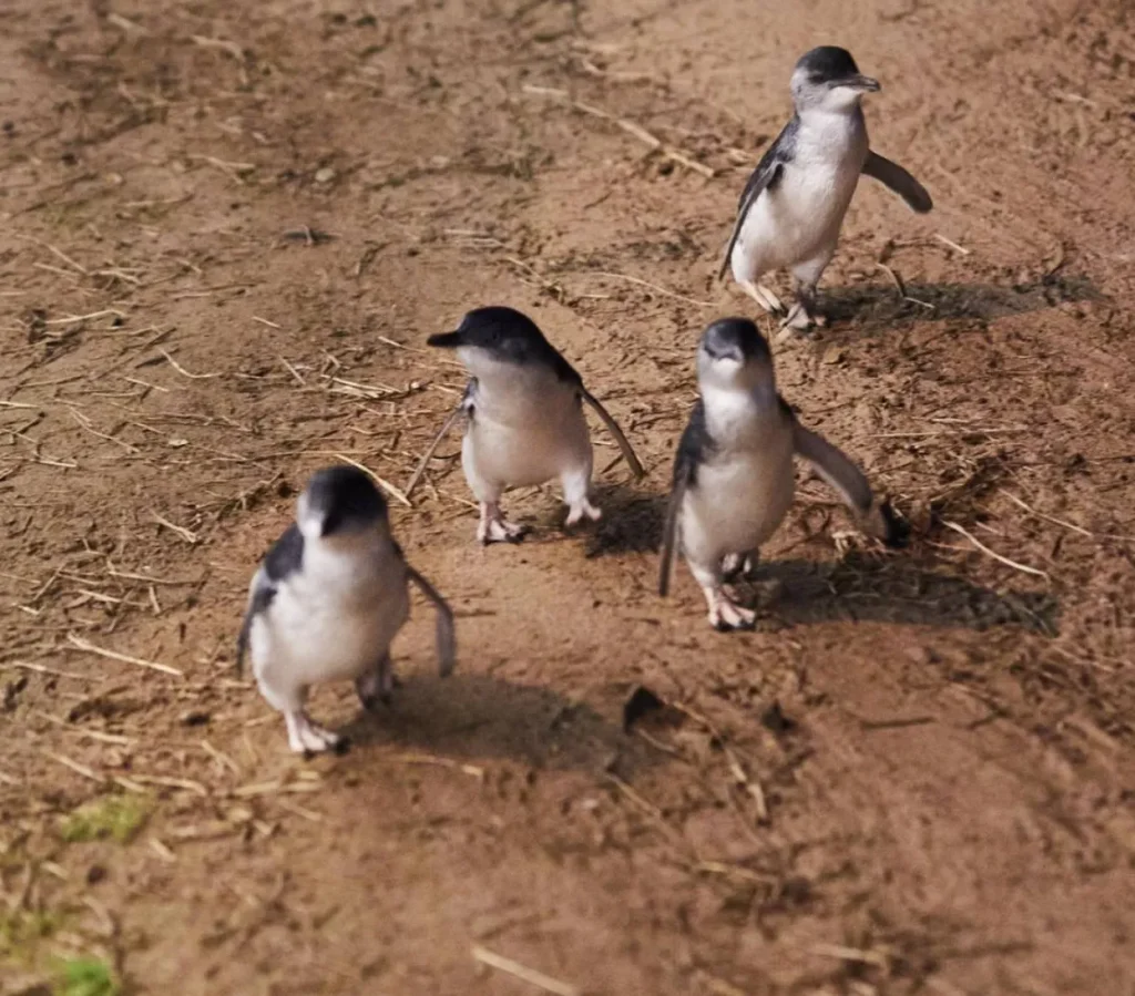 little blue penguins