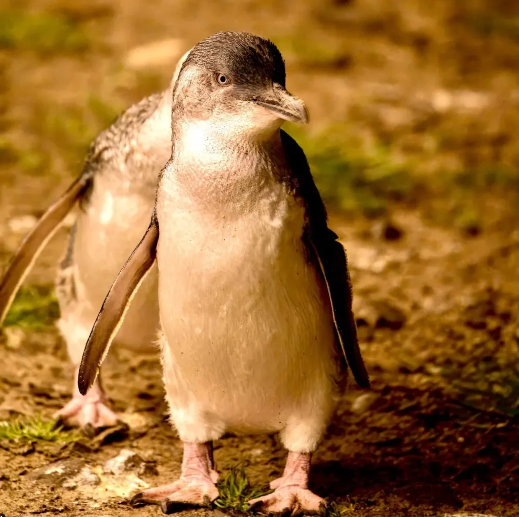 Little Penguins