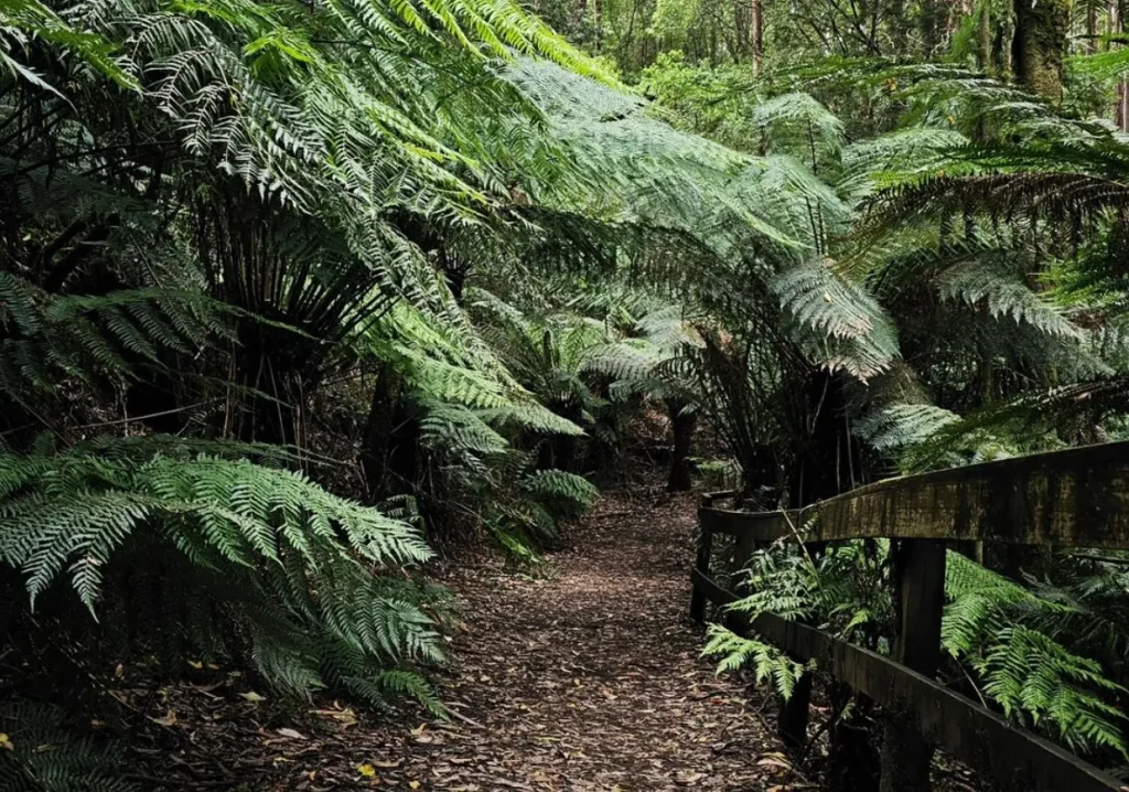 Melba Gully walking track