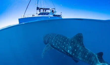 A Guide to Swimming with Whale Sharks in Ningaloo