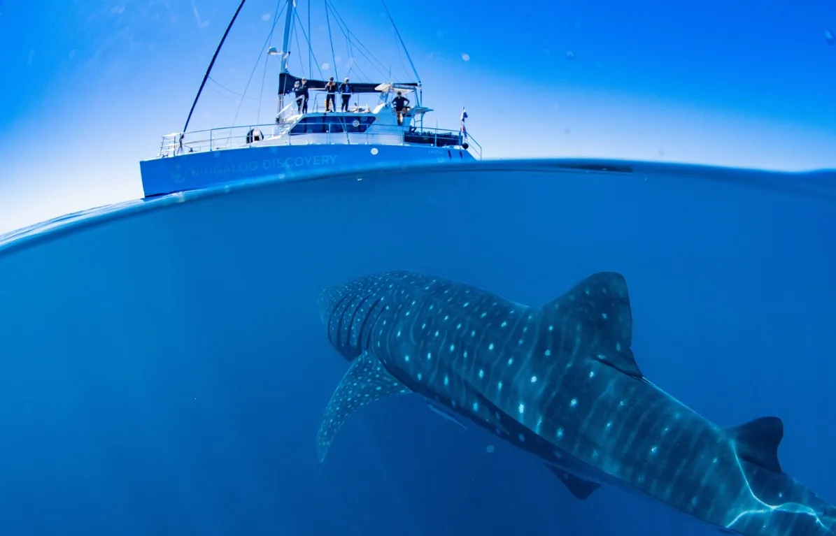 A Guide to Swimming with Whale Sharks in Ningaloo