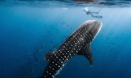 Conservation Efforts for Whale Sharks in Ningaloo