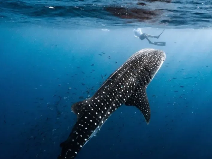 Conservation Efforts for Whale Sharks in Ningaloo