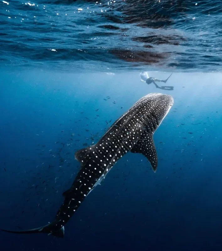 Conservation Efforts for Whale Sharks in Ningaloo