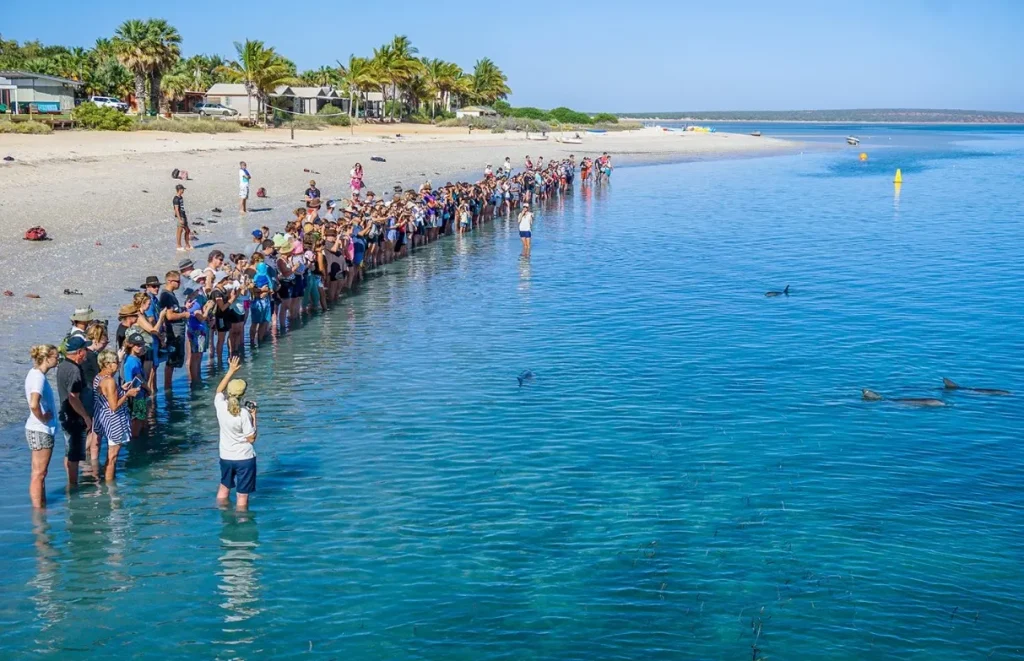 Dolphin Viewing Activities