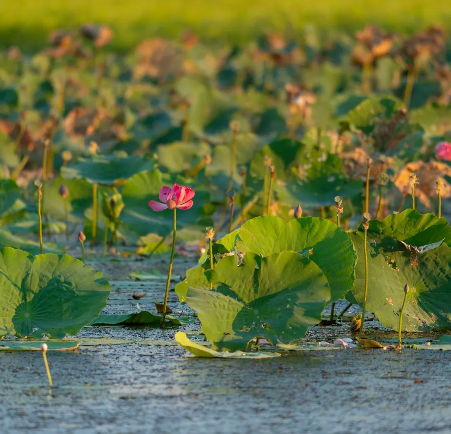 Kakadu Native Plant