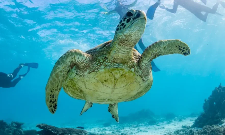 Ningaloo Reef: The Ultimate Destination for Whale Shark Viewing