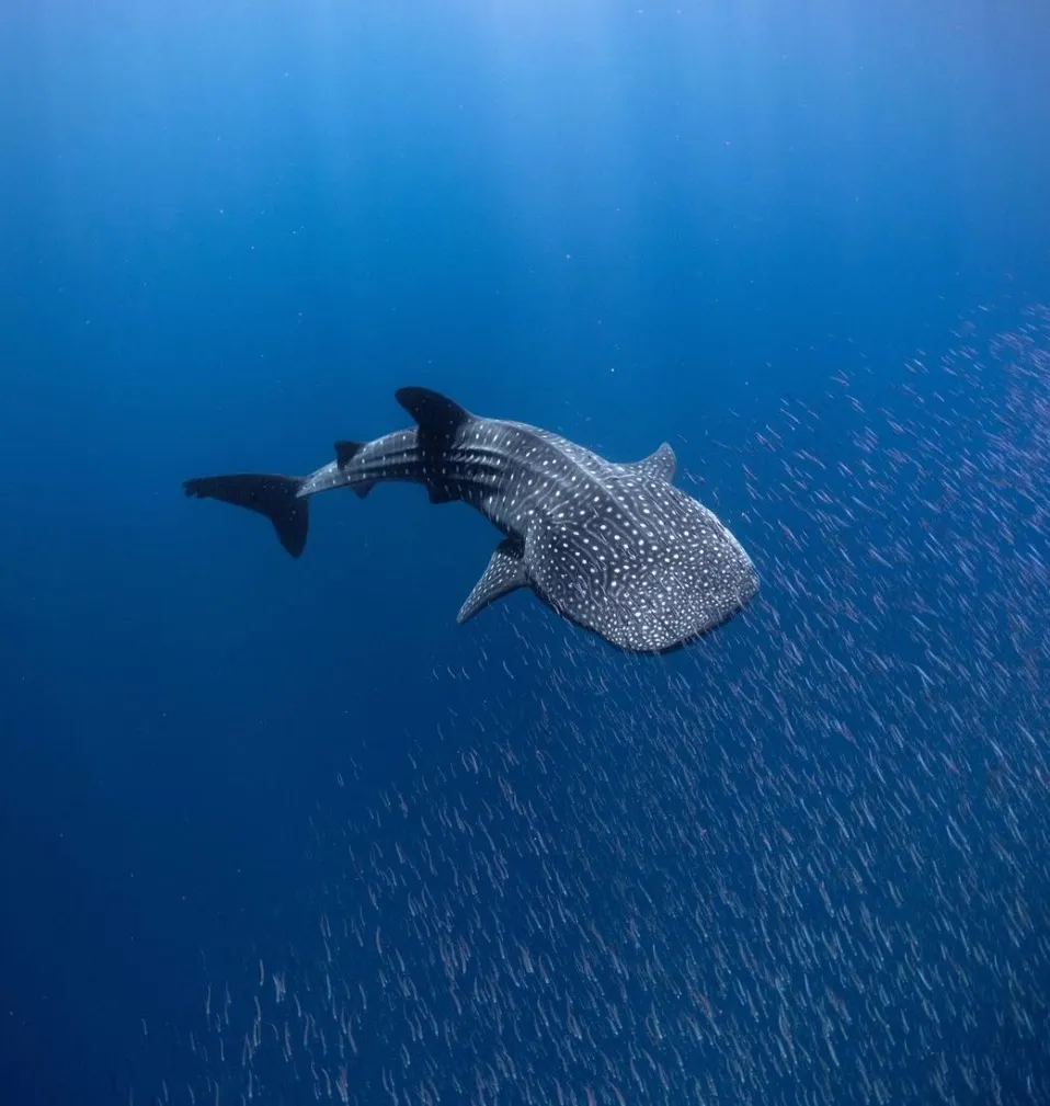 Ningaloo whale sharks