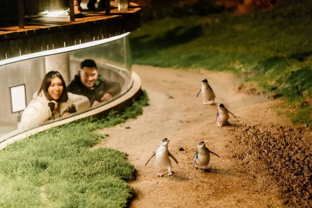 Phillip Island Penguin Parade