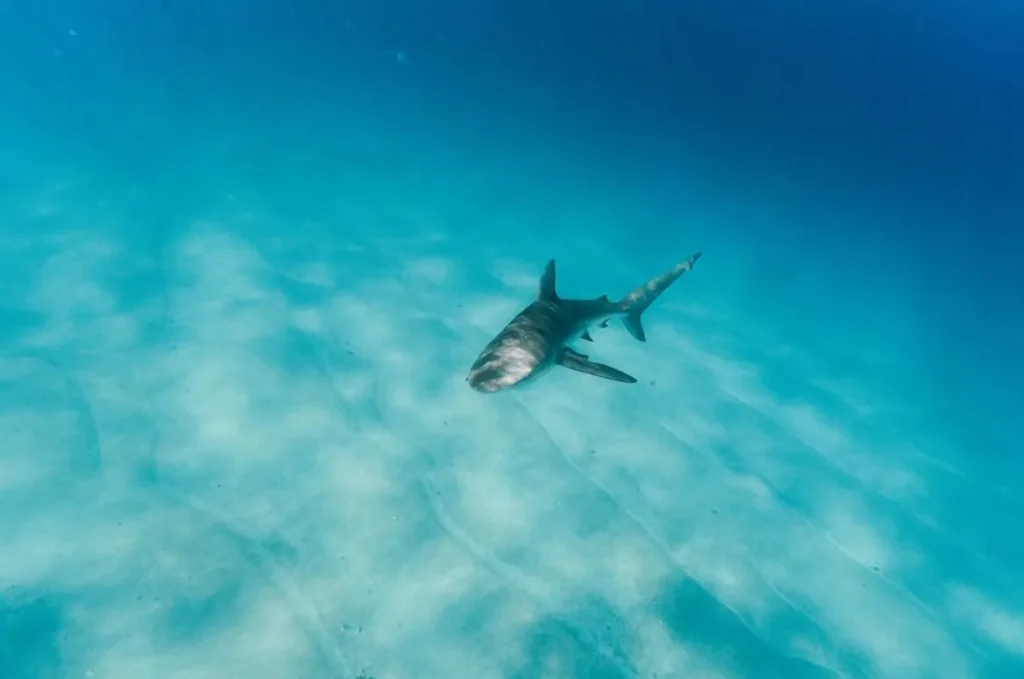 Shark Bay