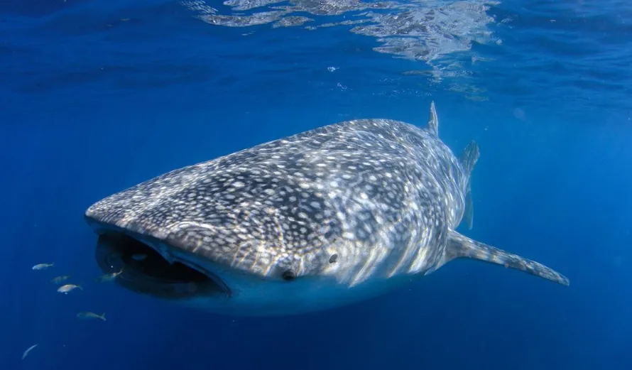 Whale Shark Season and Migration