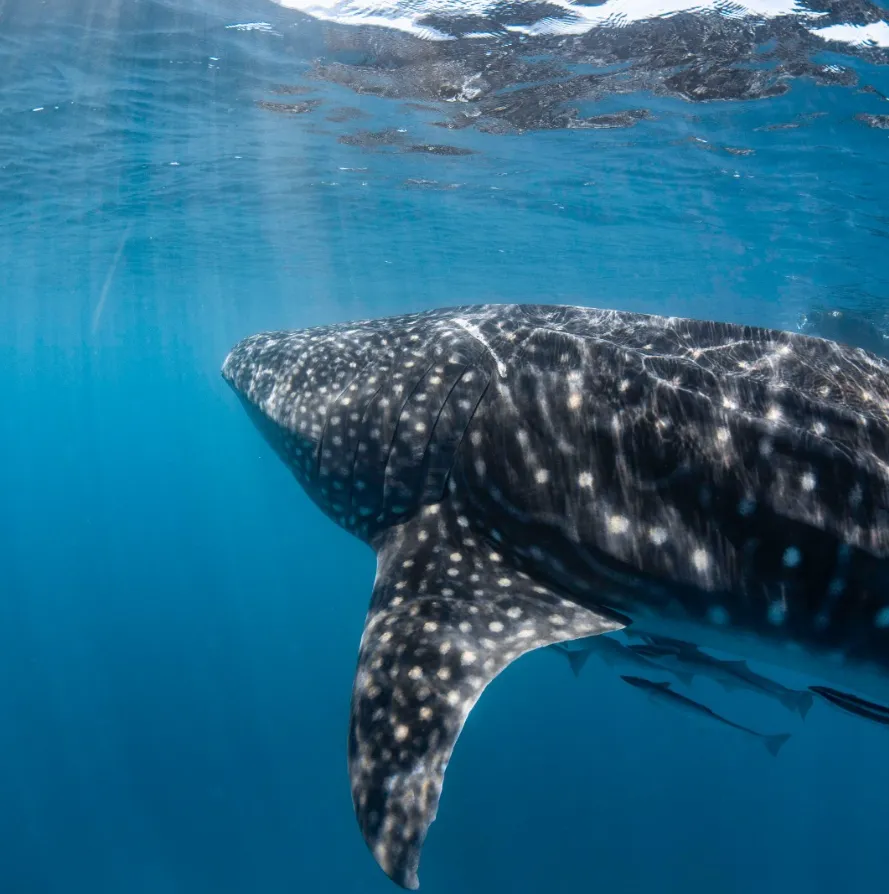 Ningaloo reef tours