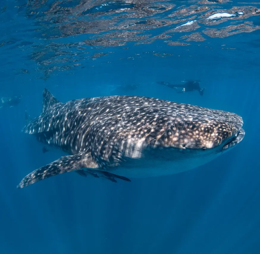 Whale Shark Tourism