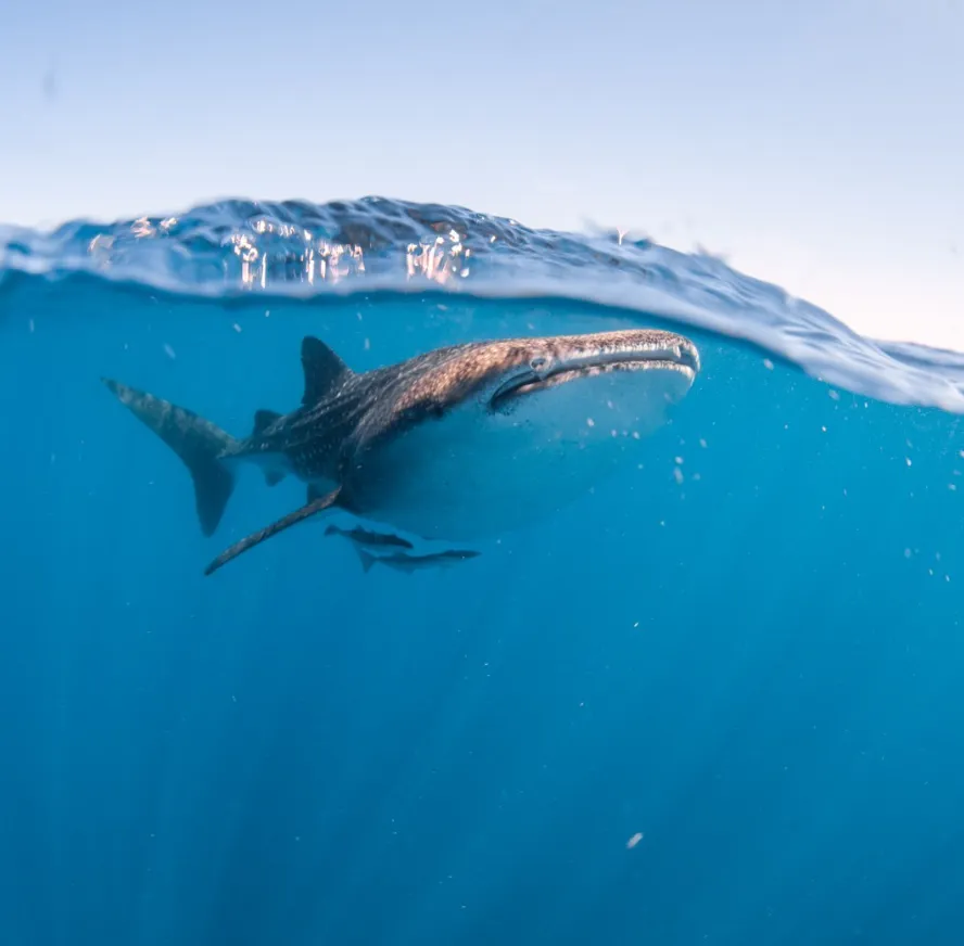 Whale Sharks and the Bigger Picture