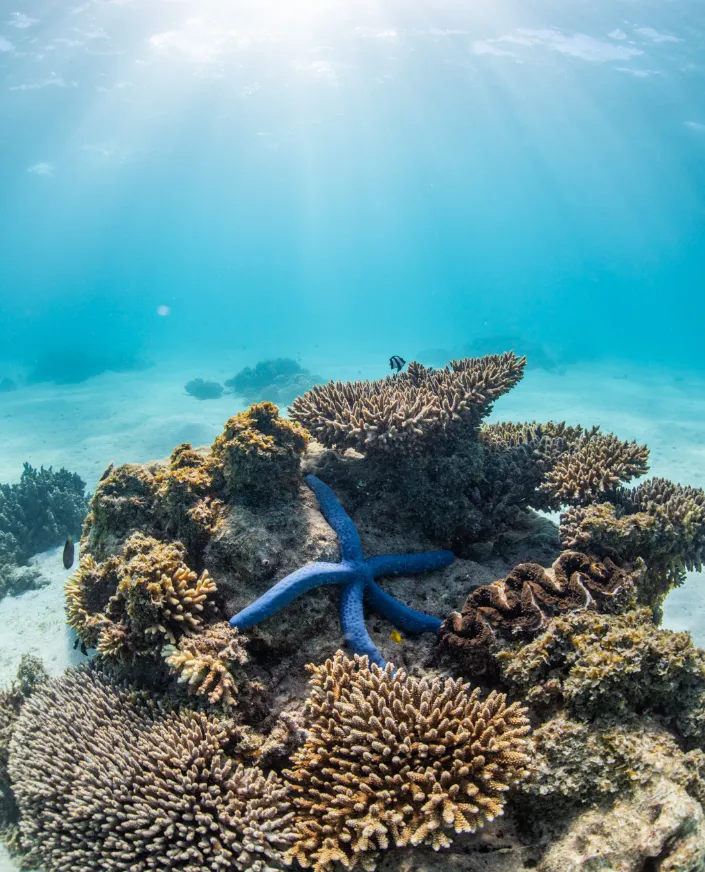 Why Ningaloo Reef