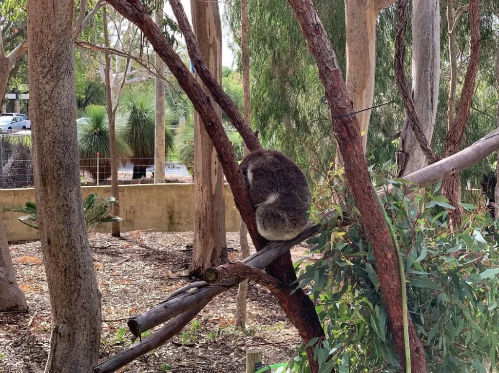 Yanchep National Park