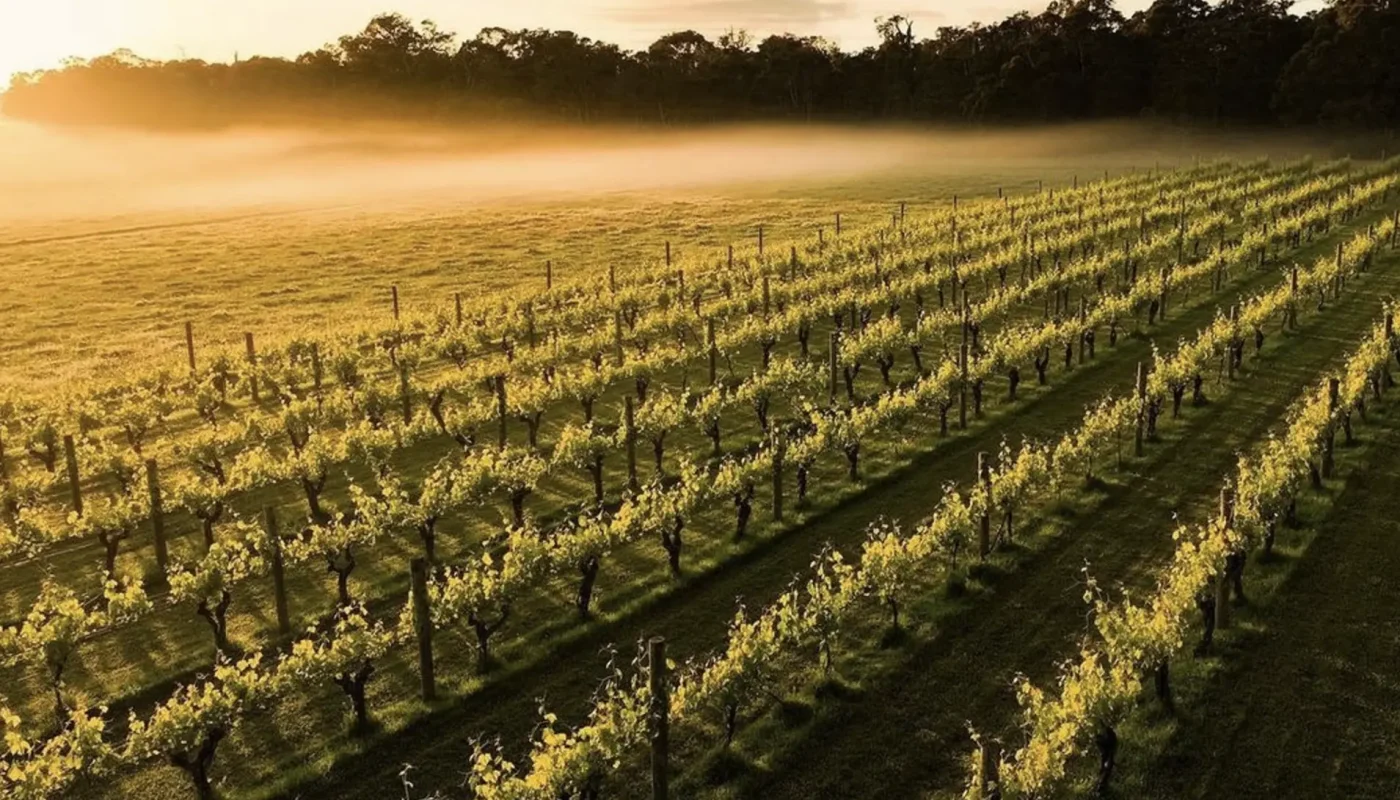 Australian Winery vs. Vineyard guide