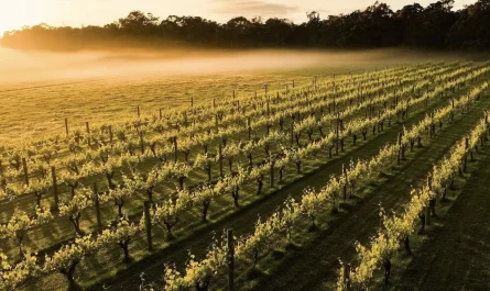 Australian Winery vs. Vineyard guide