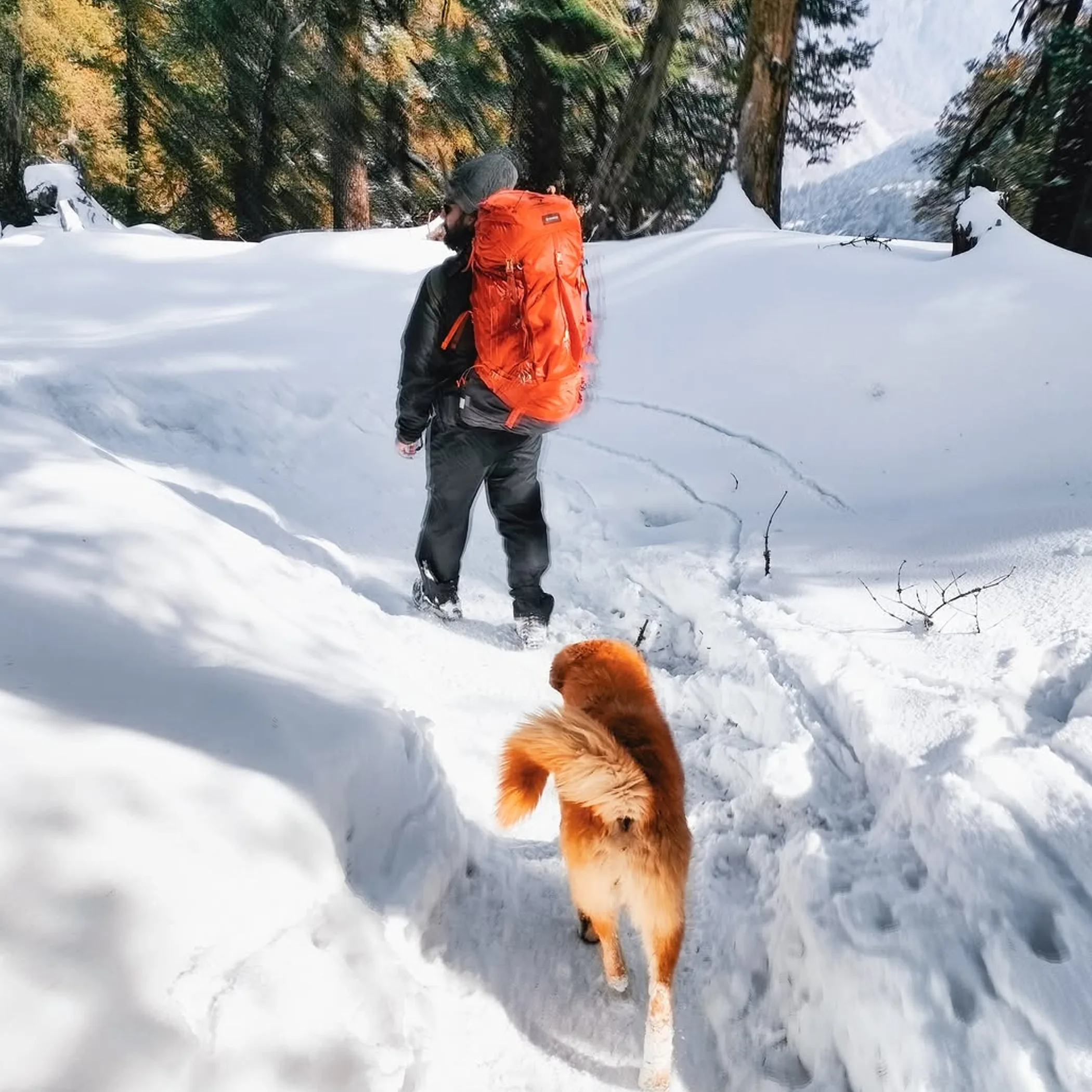 person hiking with dog in winter