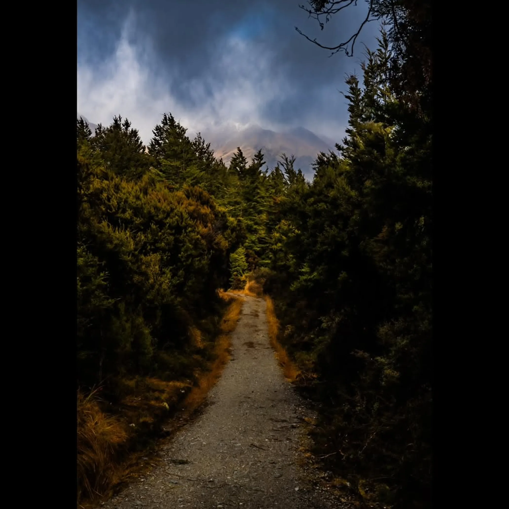 winter hiking path through trees