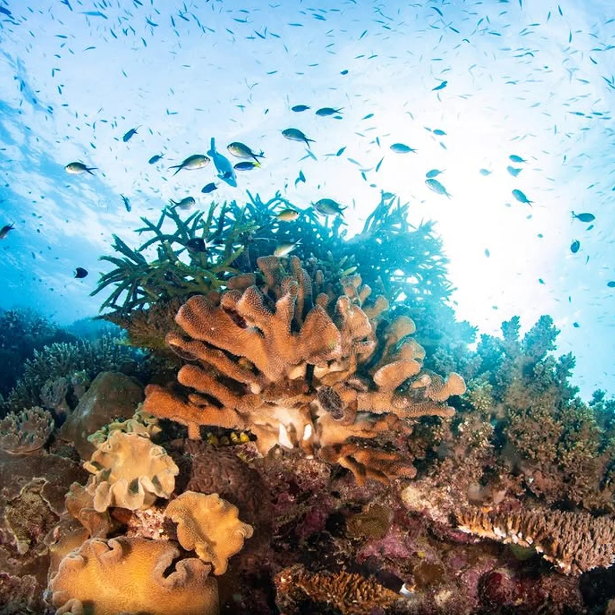 fish and coral on a reef