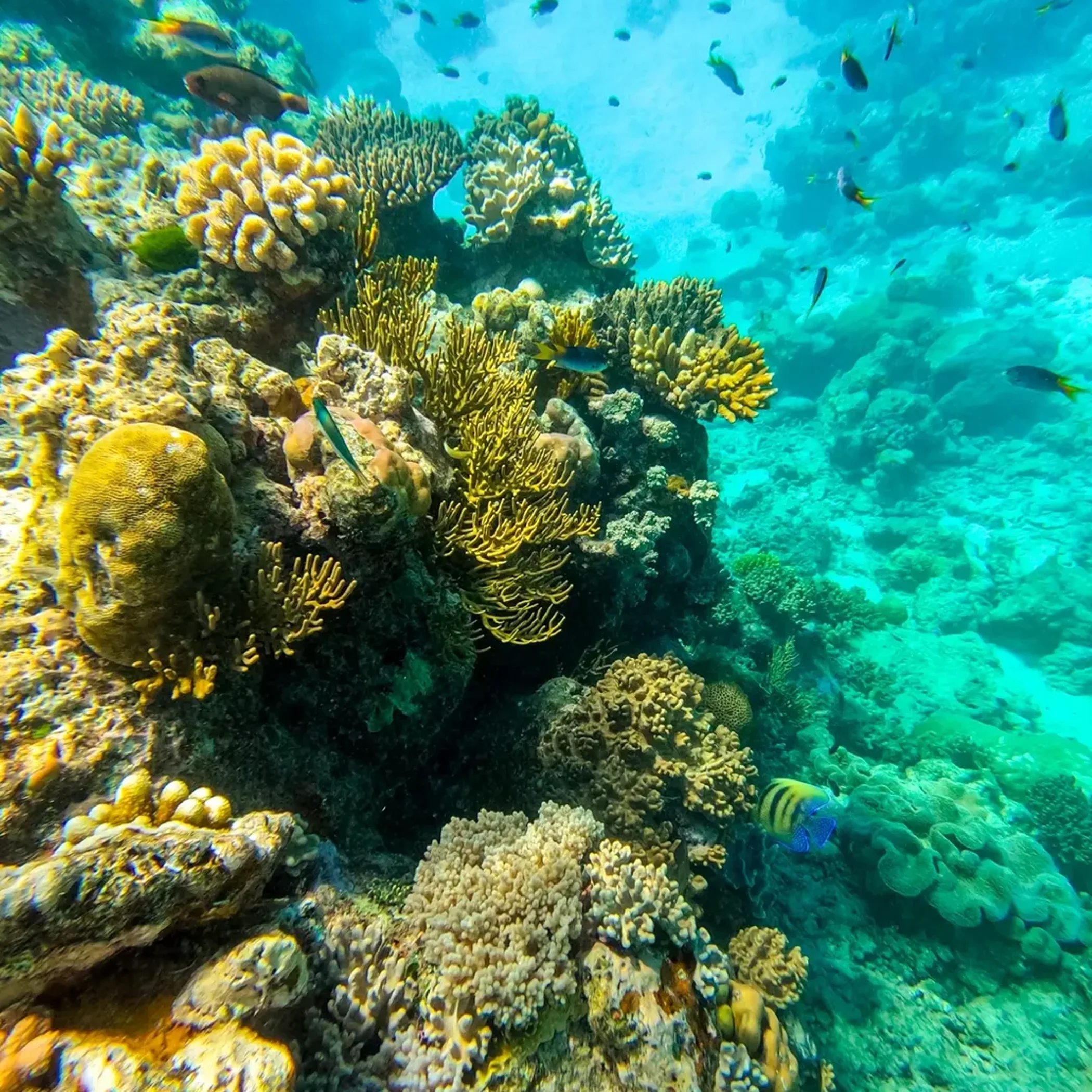coral reef with marine life