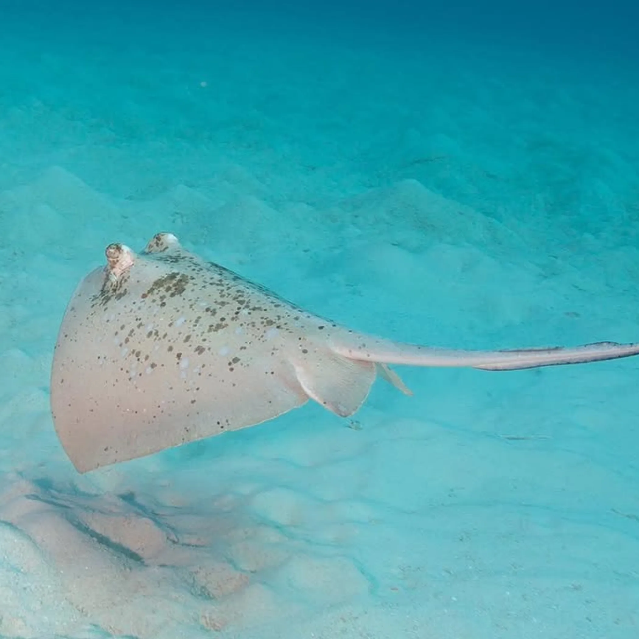 marine life at remote reefs