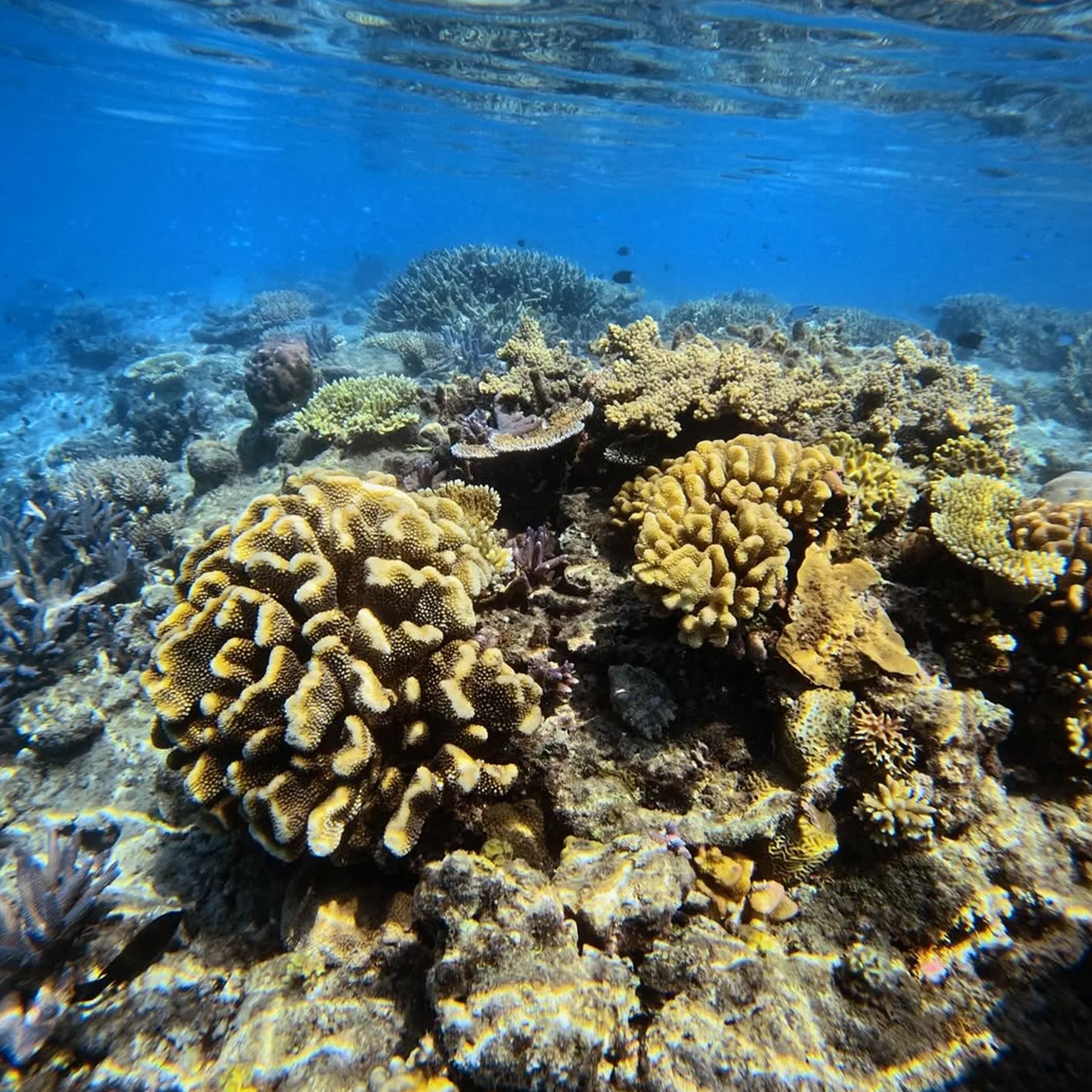 clear well lit reef photograph