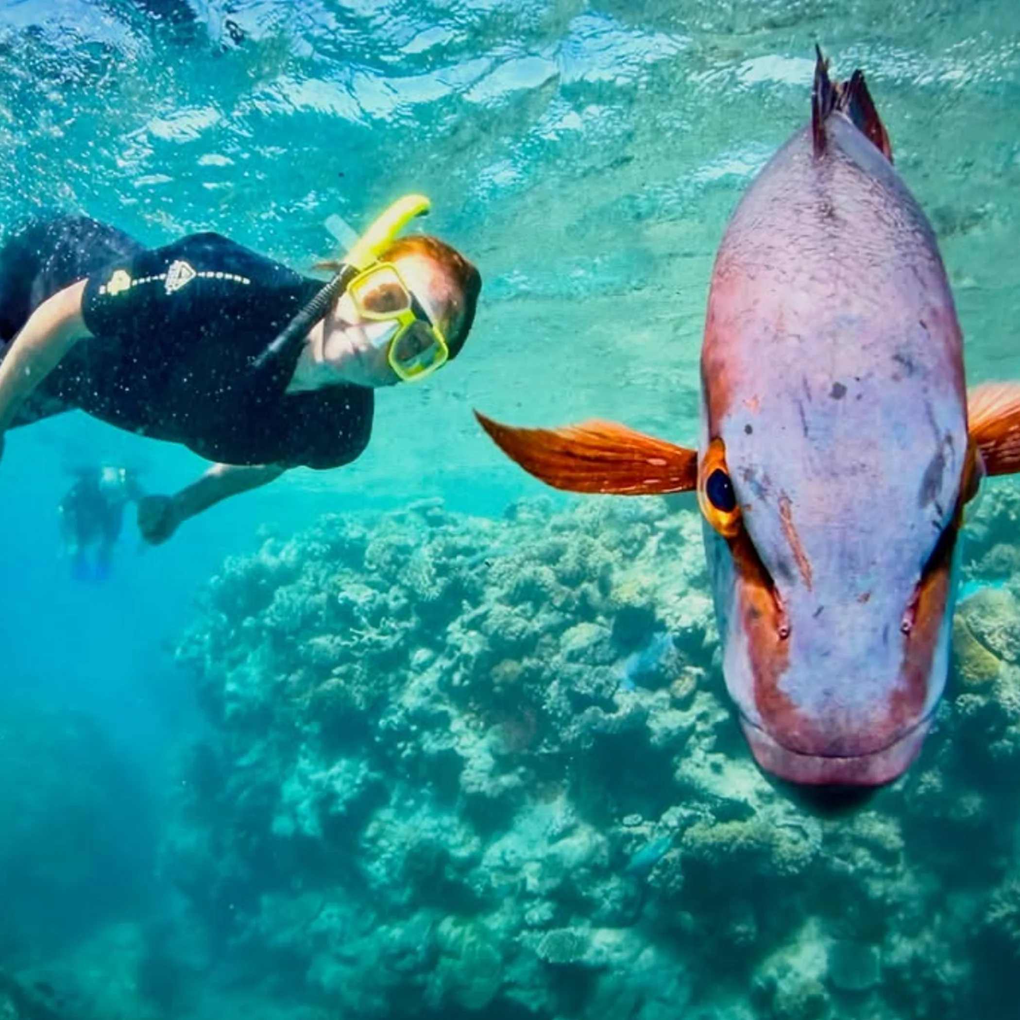 great barrier reef snorkeling scene