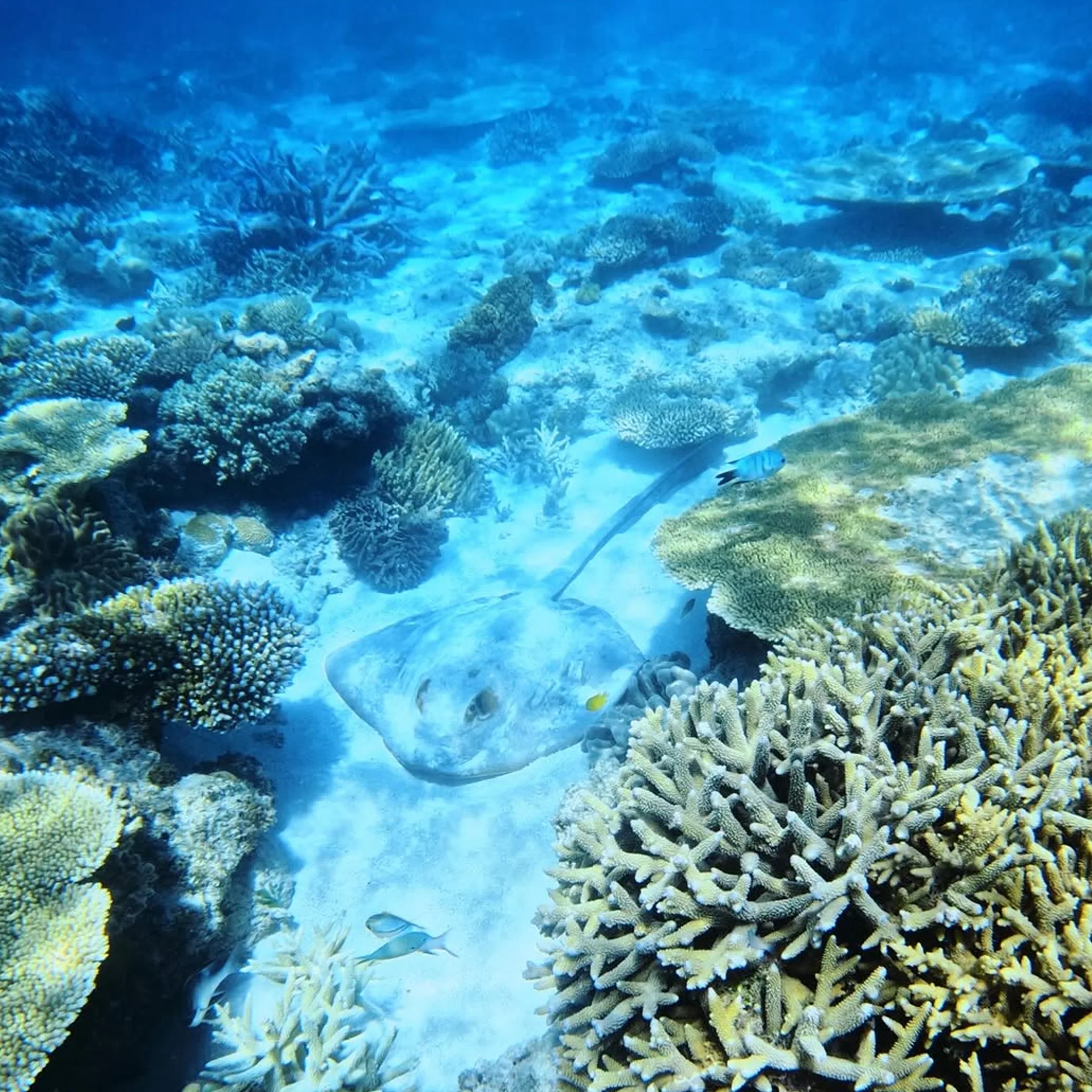 snorkeler viewing marine life on reef